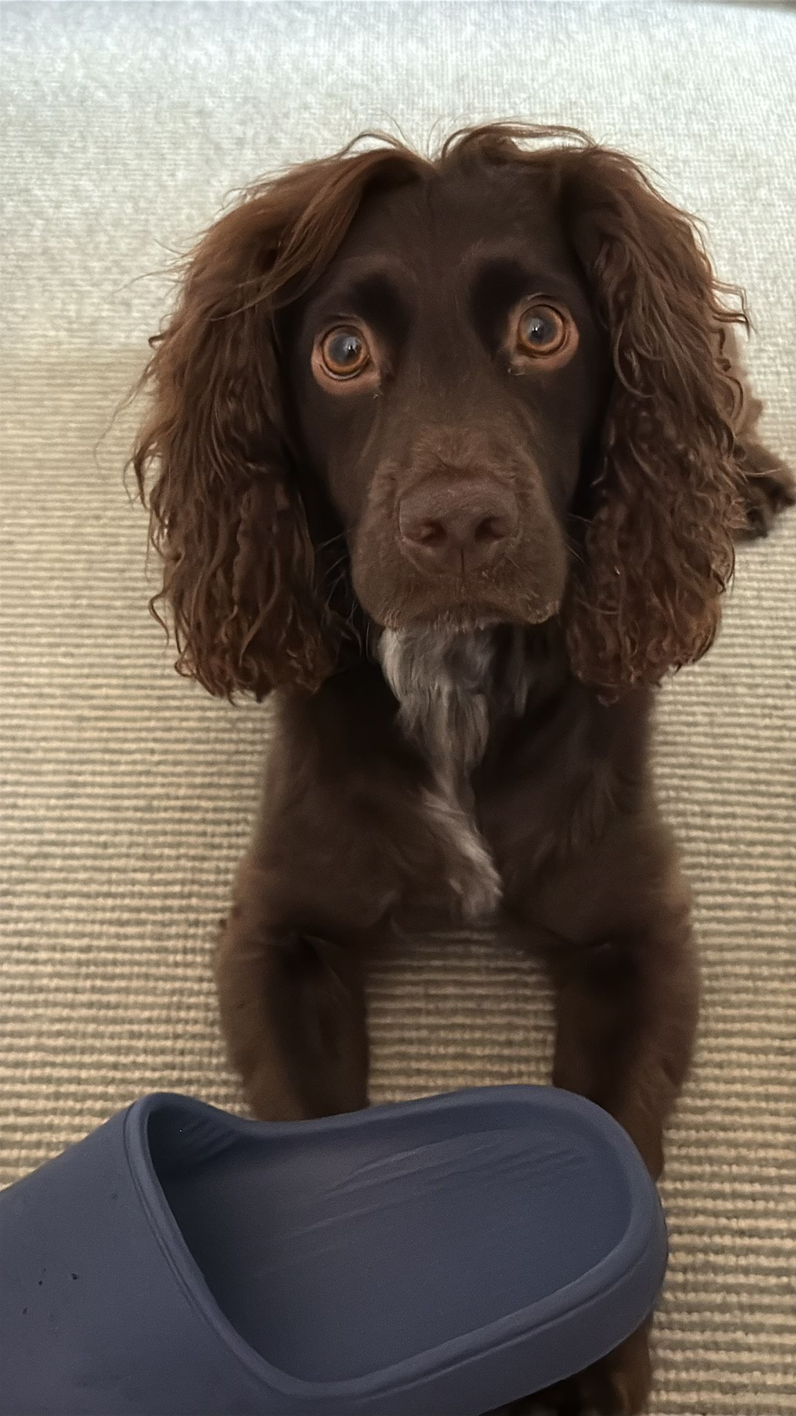 Juan's dog, a chocolate spaniel looking up at the camera